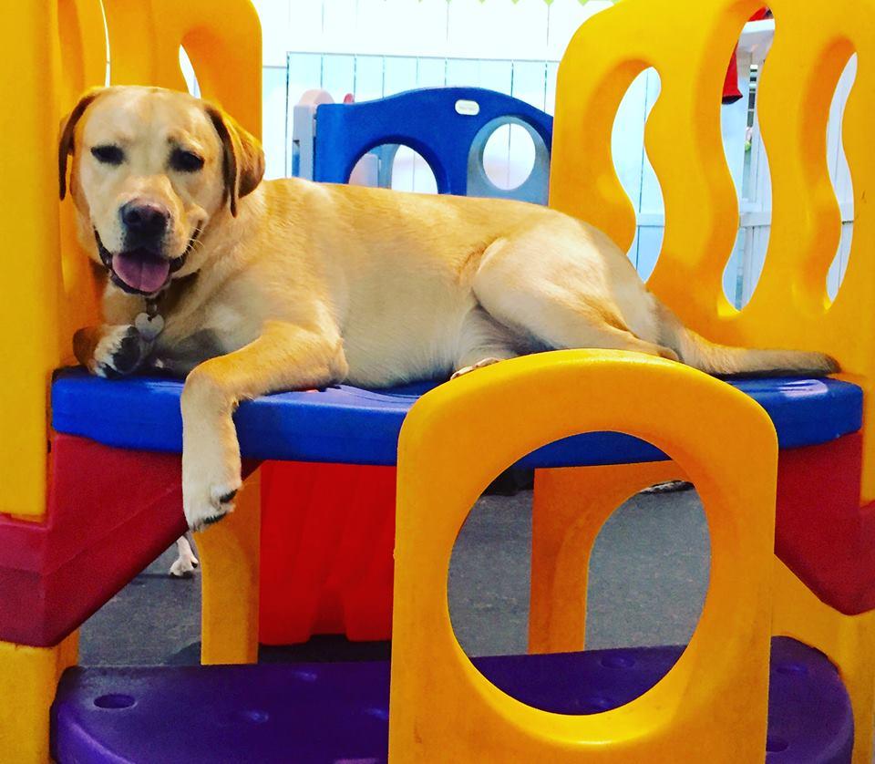 Directory of Doggie Daycare Boarding in Ashburn VA BringFido