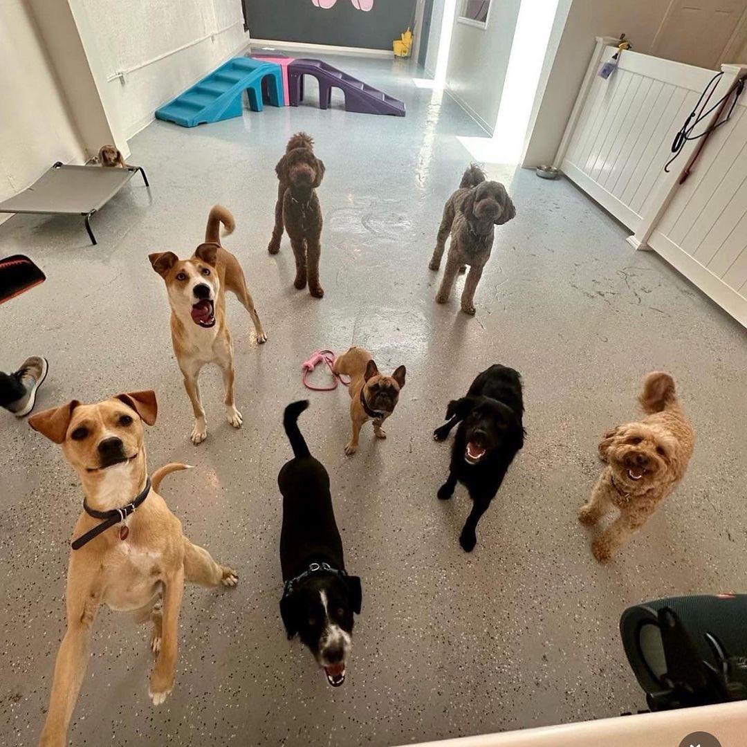 Directory of Doggie Daycare Boarding in Brooklyn NY BringFido