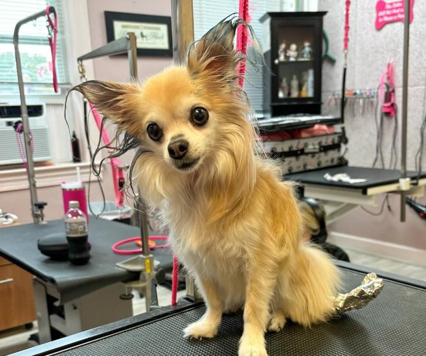 Pet Friendly Barkley Square