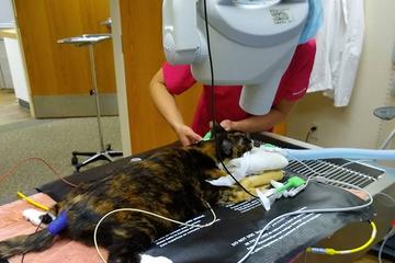 Riversbend Animal Hospital Riversbend Animal Hospital