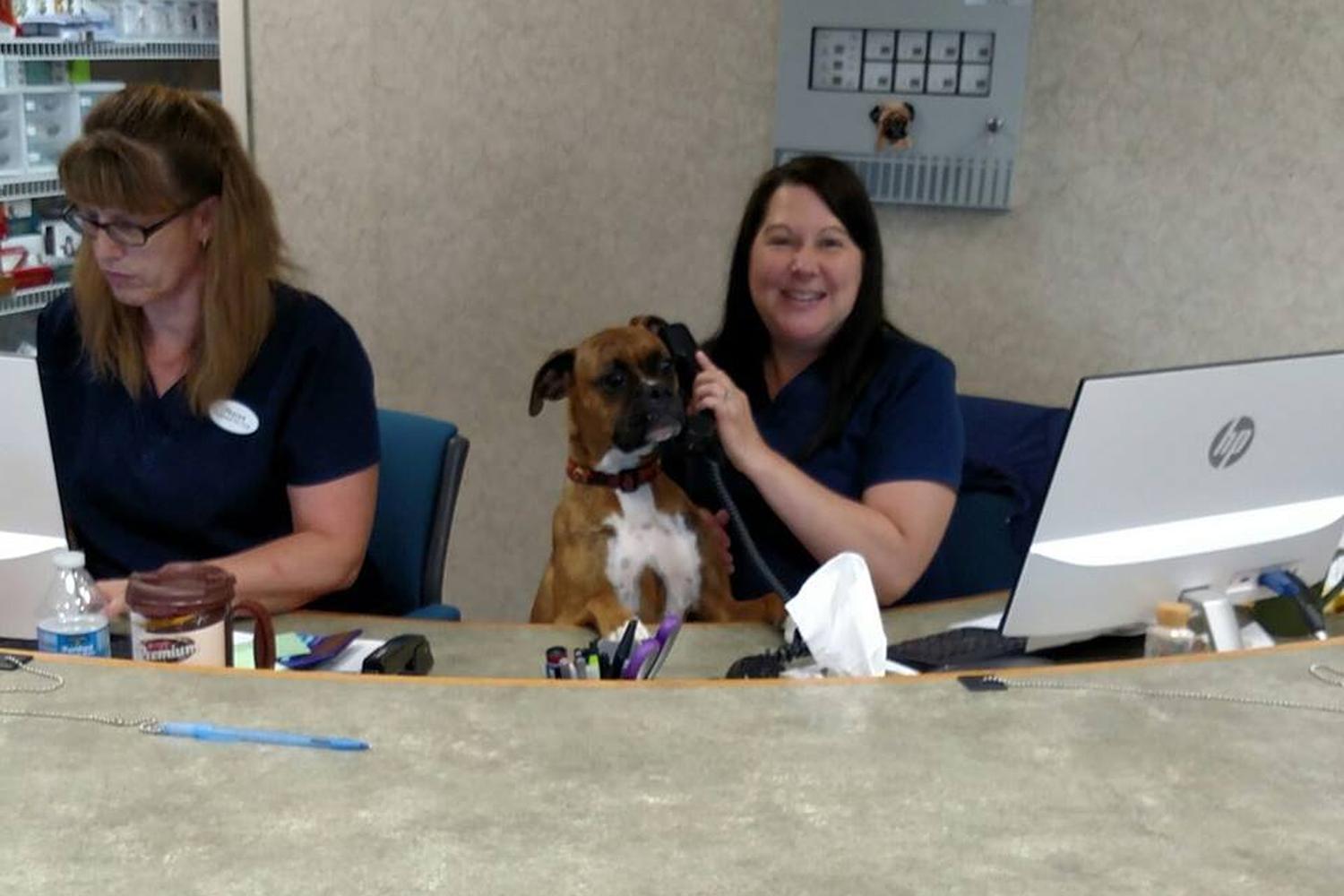 Riversbend Animal Hospital Riversbend Animal Hospital