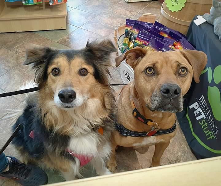 Directory of Pet Stores in Wheaton IL BringFido