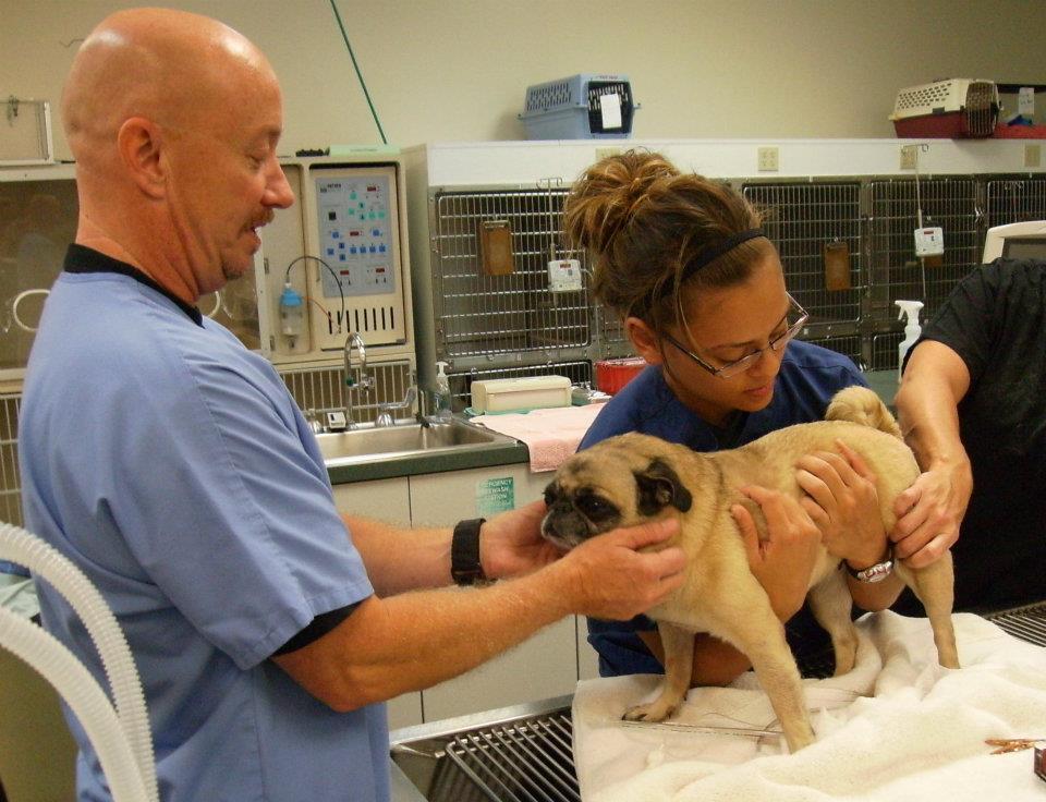 Veterinary Emergency Clinic of Central Florida