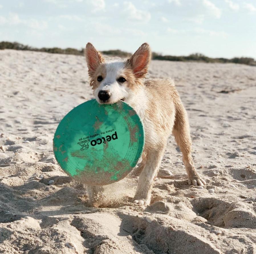 Petco best sale dog frisbee