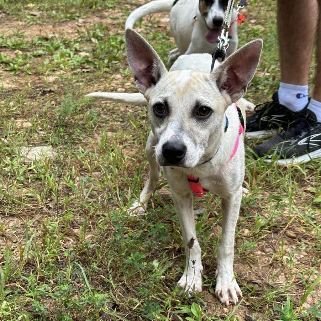Pet Friendly Saving Grace