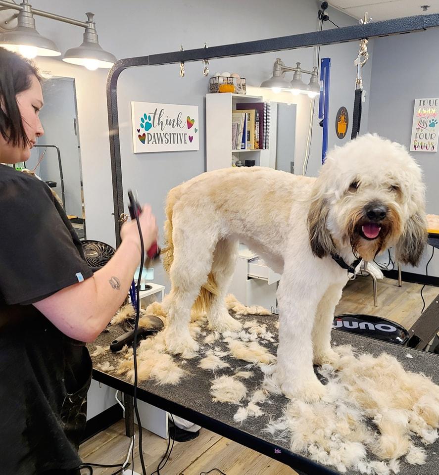 Paw spa dog best sale grooming