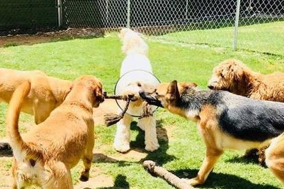 Directory of Pet Businesses in Sweetwater, TN - BringFido