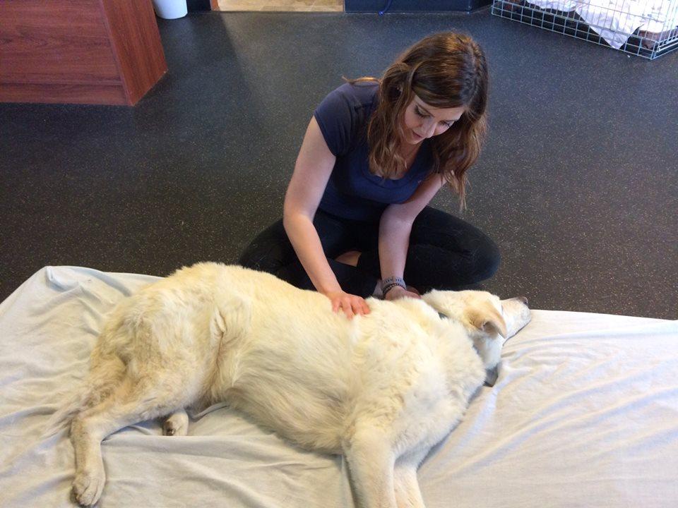 Pet Friendly Tails Animal Chiropractic Care