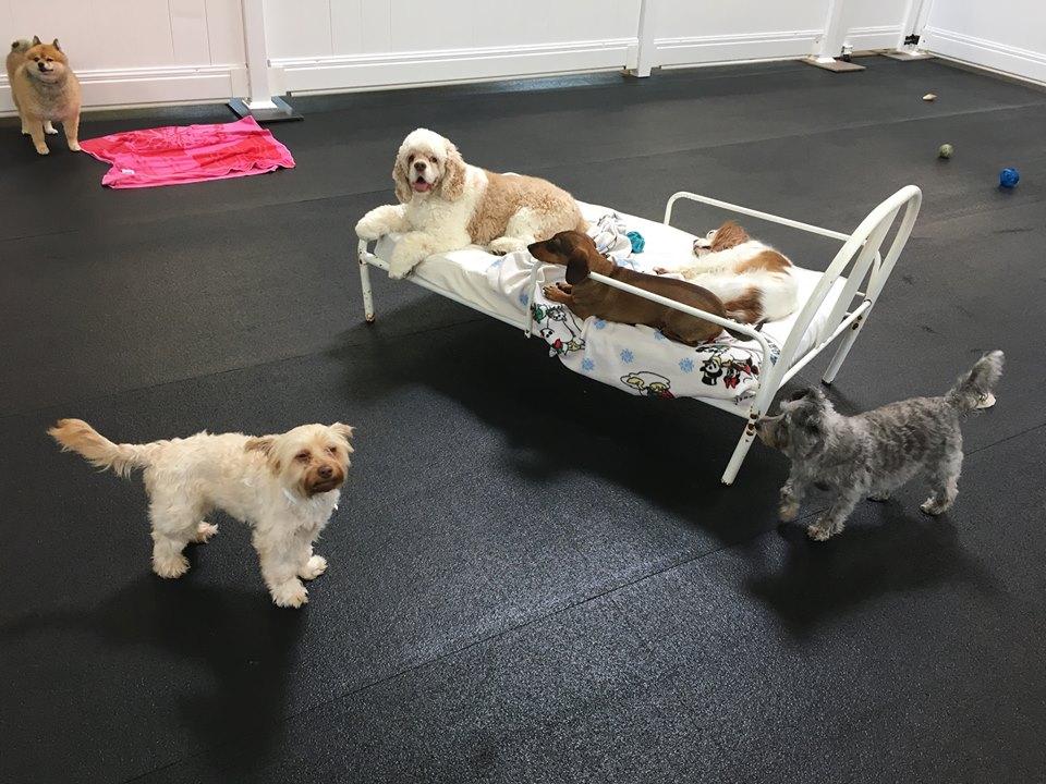 Directory of Doggie Daycare Boarding in Chippewa Lake OH