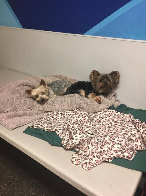 Southpaws doggie hot sale daycare