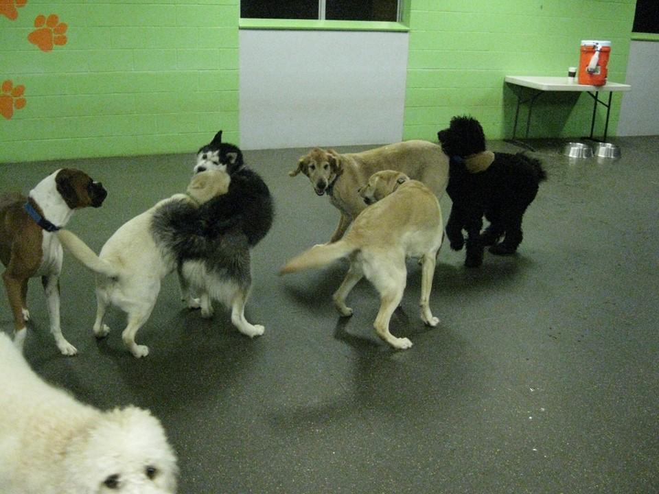 SouthPaws Dog Daycare Boarding Spa