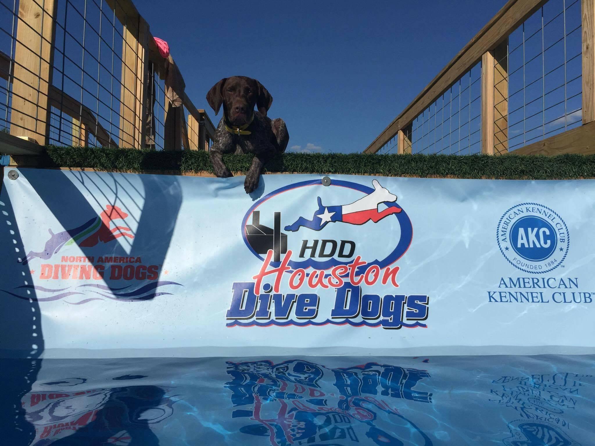 Pet Friendly Houston Dive Dogs