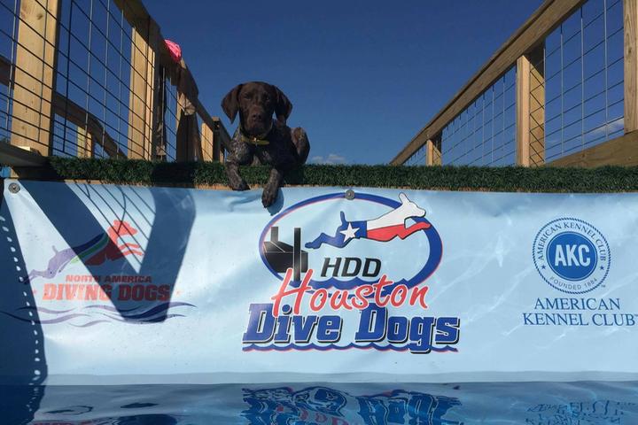 Pet Friendly Houston Dive Dogs