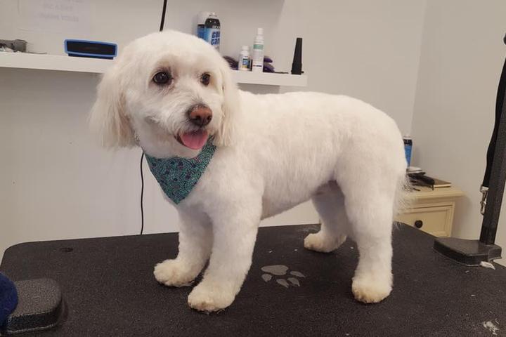 Directory of Dog Grooming in Lisbon Falls, ME - BringFido Directory of Dog Grooming in Lisbon Falls, ME - BringFido