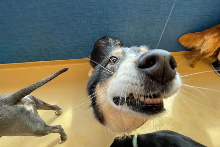 Directory of Doggie Daycare & Boarding in Newtown, CT - BringFido Directory of Doggie Daycare & Boarding in Newtown, CT - BringFido