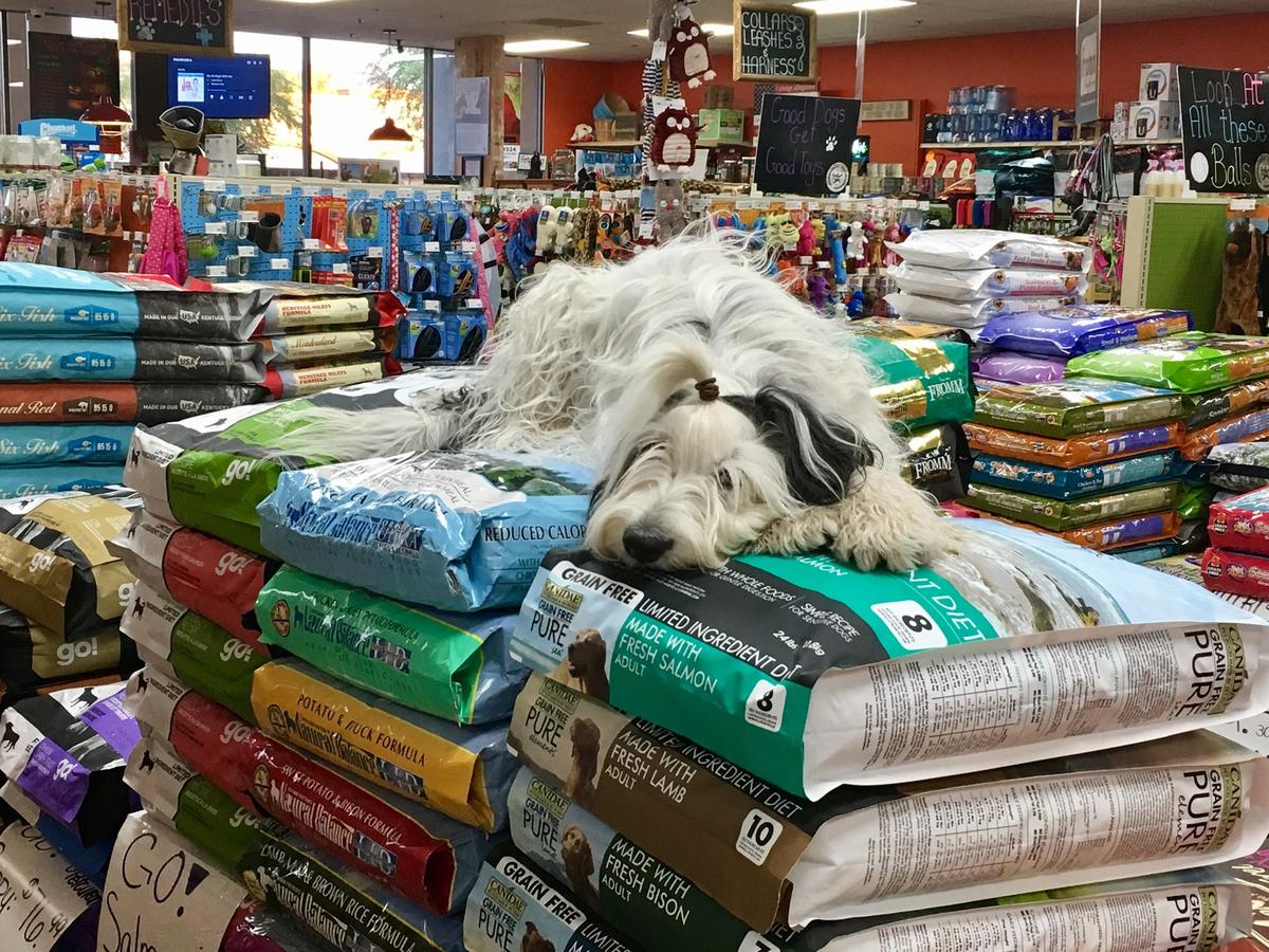 at your service pet supplies