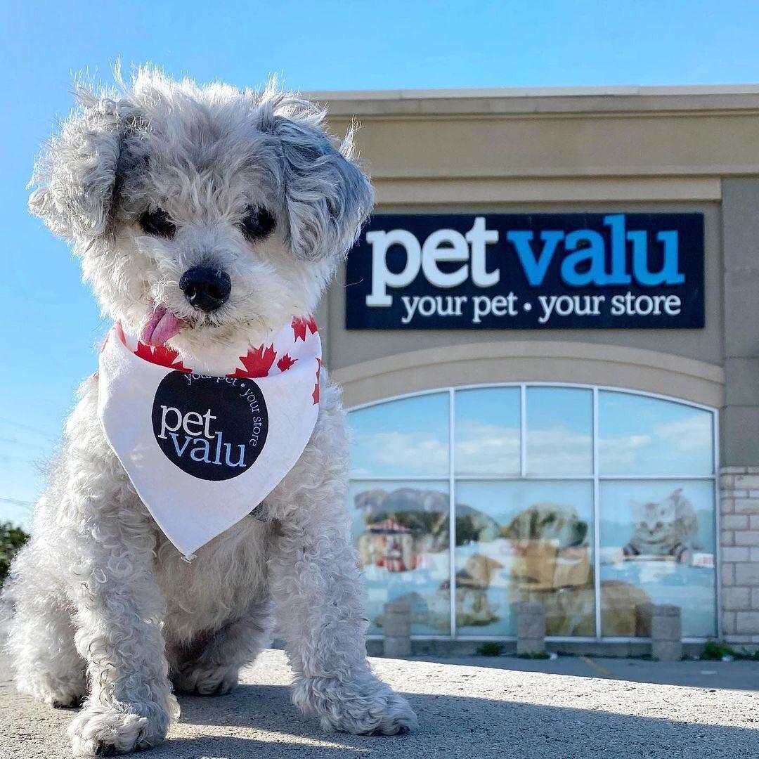 Pet valu dog sales clothes