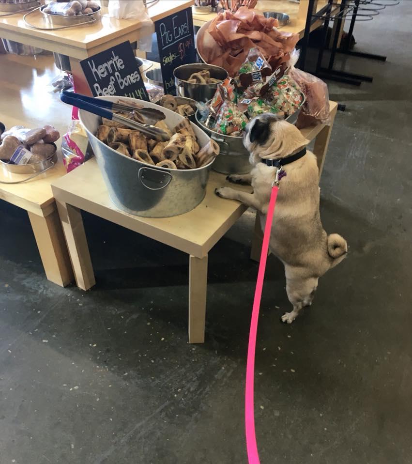 Pet Currents of Windermere