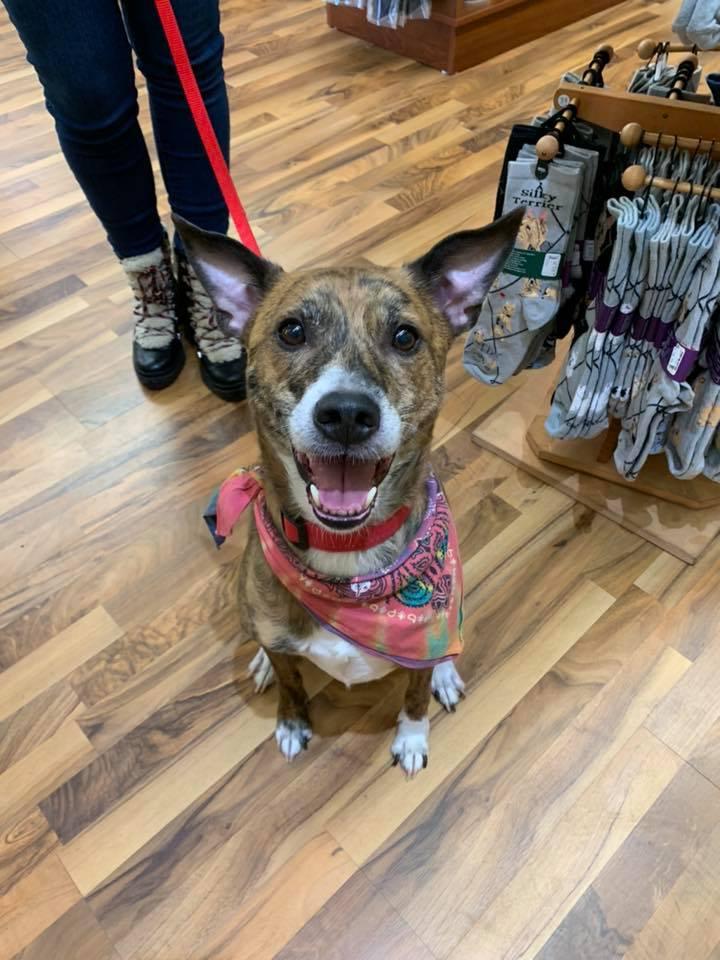 Top Dogs Pet Boutique