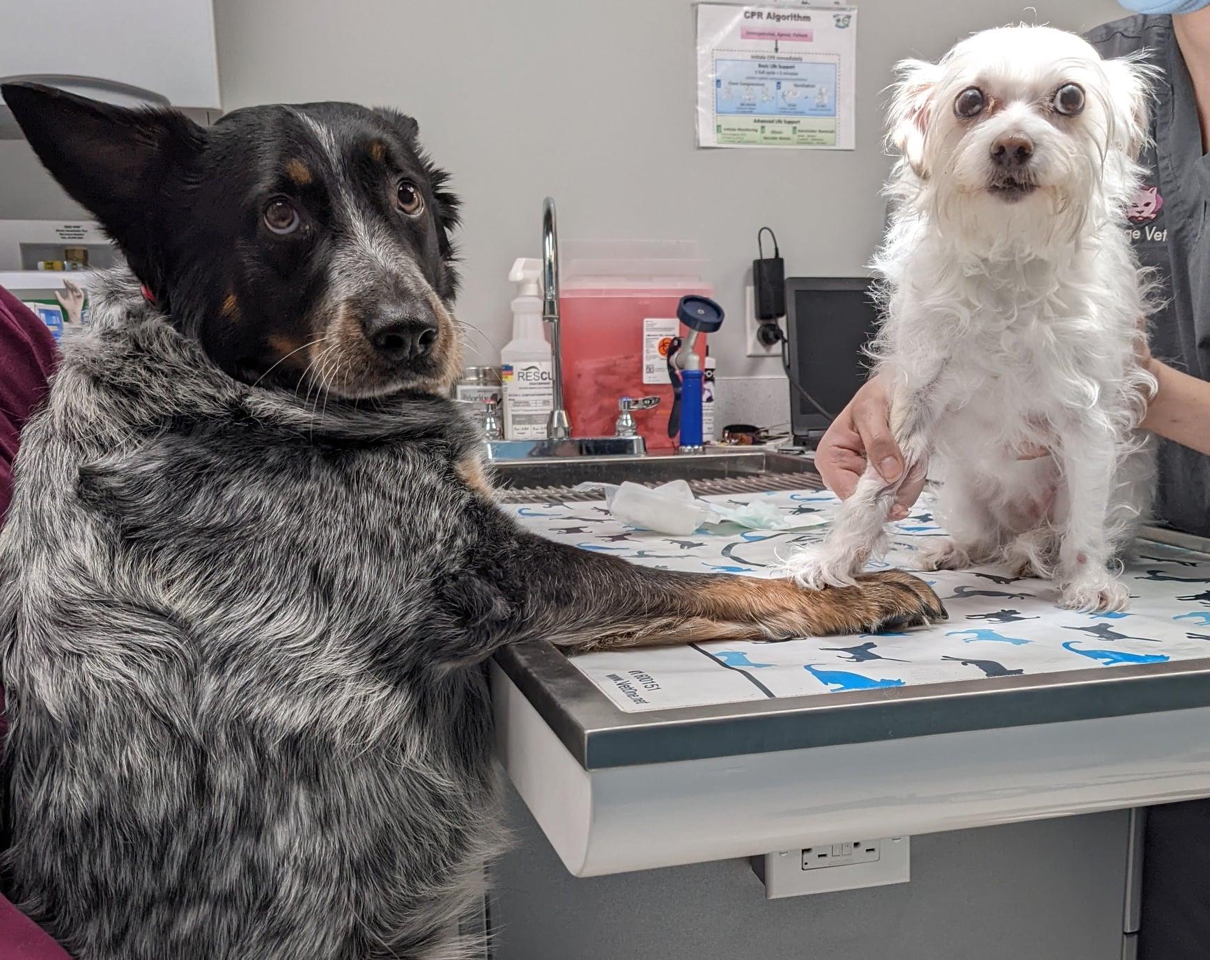 Pet Friendly The Village Vets Plymouth