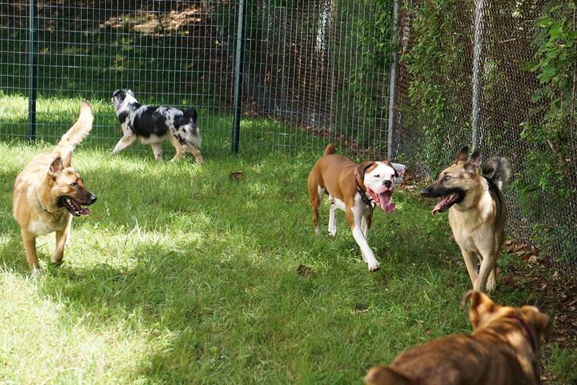 Directory of Doggie Daycare & Boarding in North Haven, CT