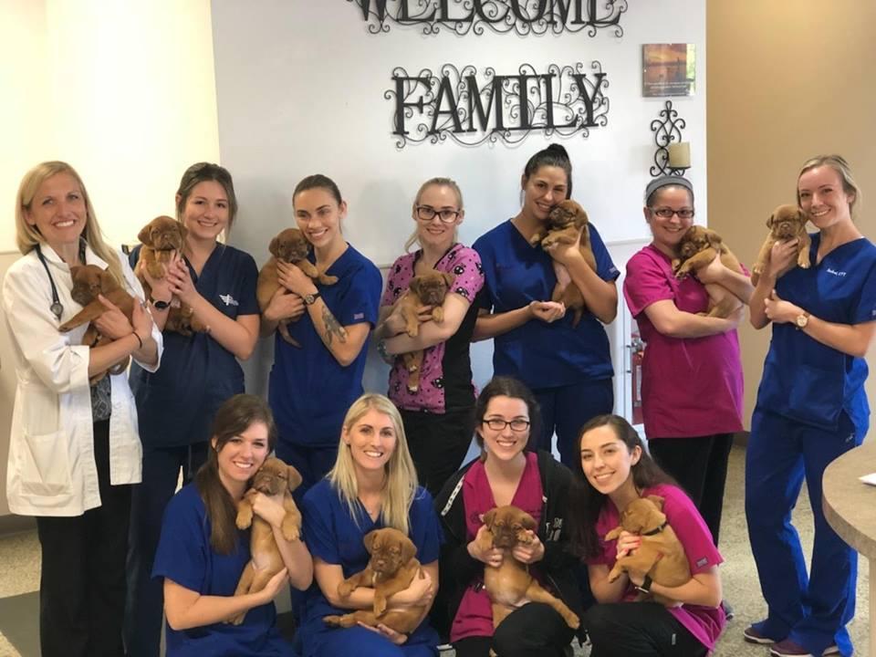 Family Vetcare Chandler