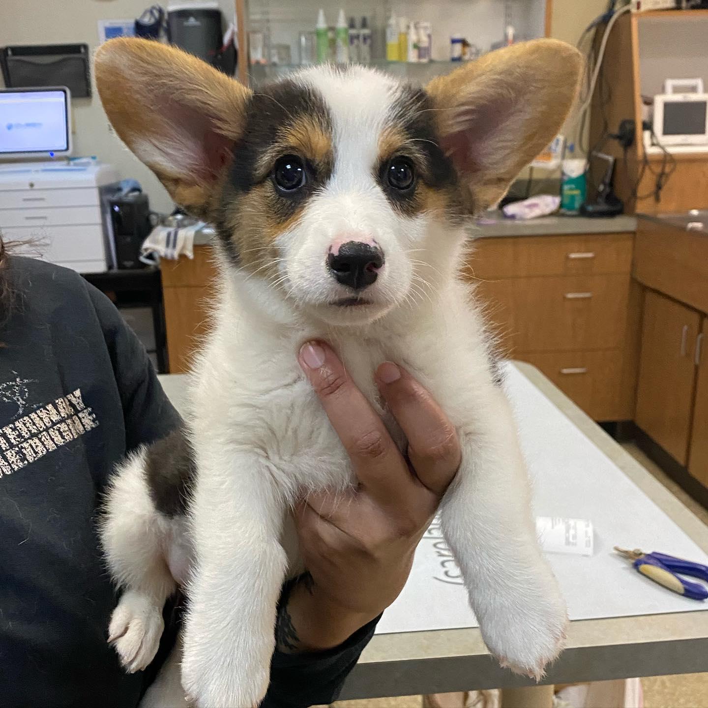 Pet Friendly Community Animal Hospital