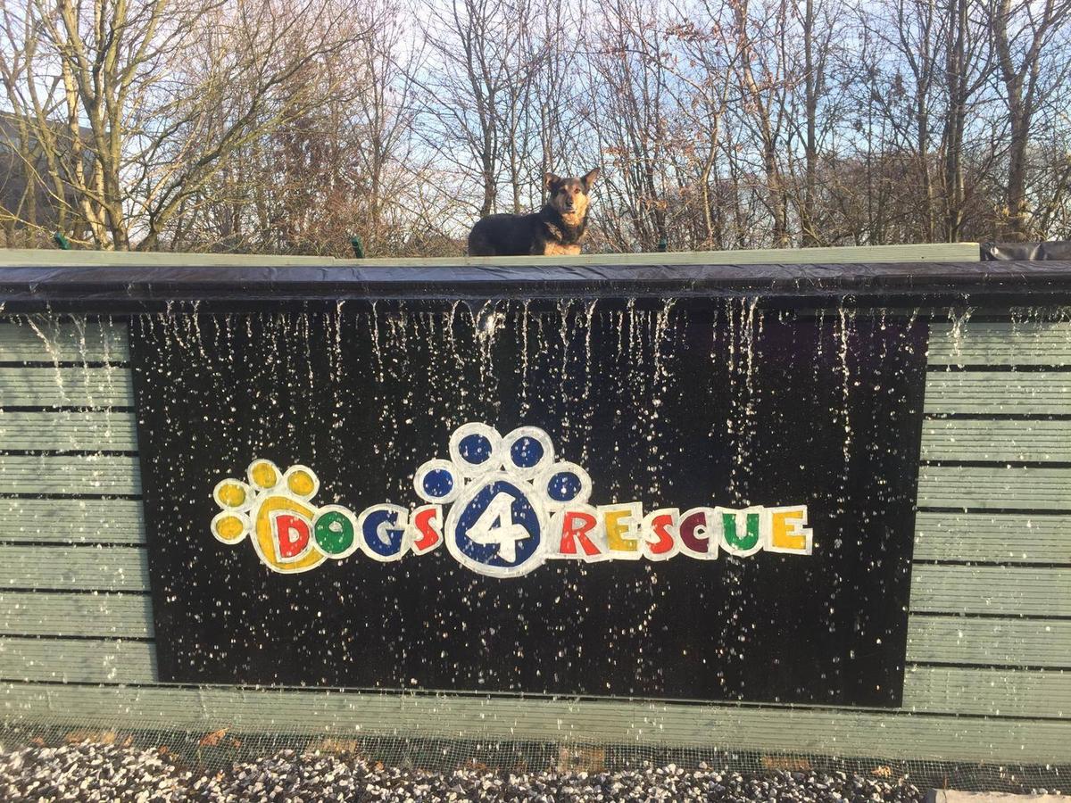 Dogs 4 rescue on sale