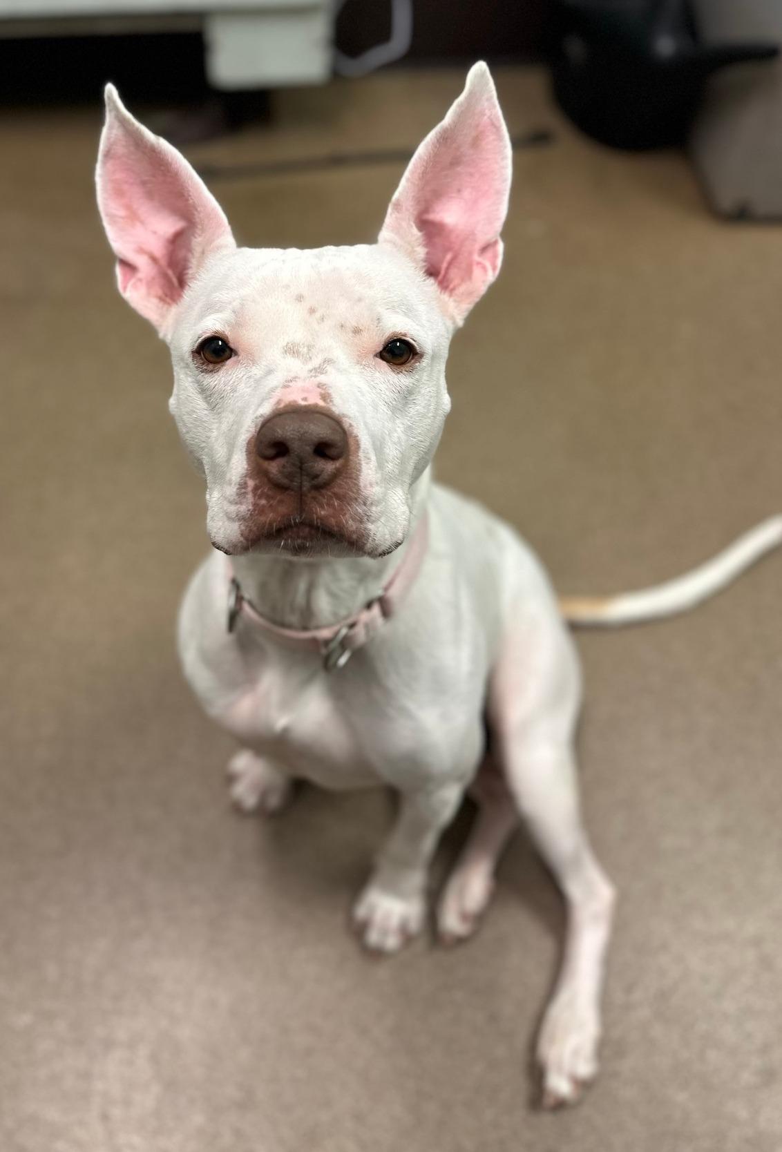 Pet Friendly Homeward Bound Pet Adoption Center
