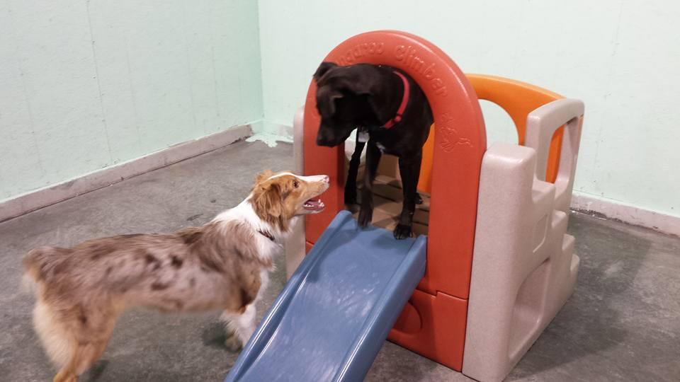 Pet Friendly Dog Country Daycare & Boarding 