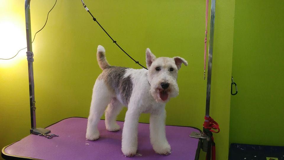 Pet Friendly Dirty Dog Grooming
