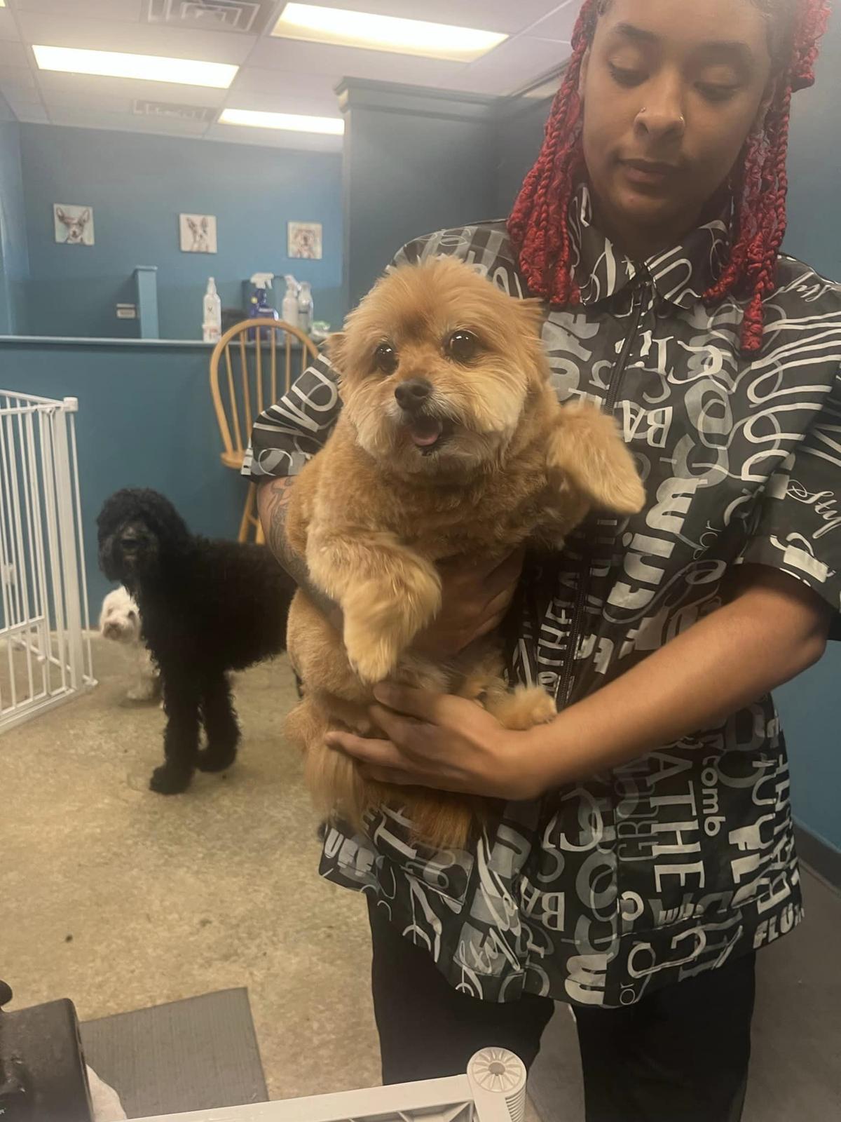 Barks Bows Pet Spa