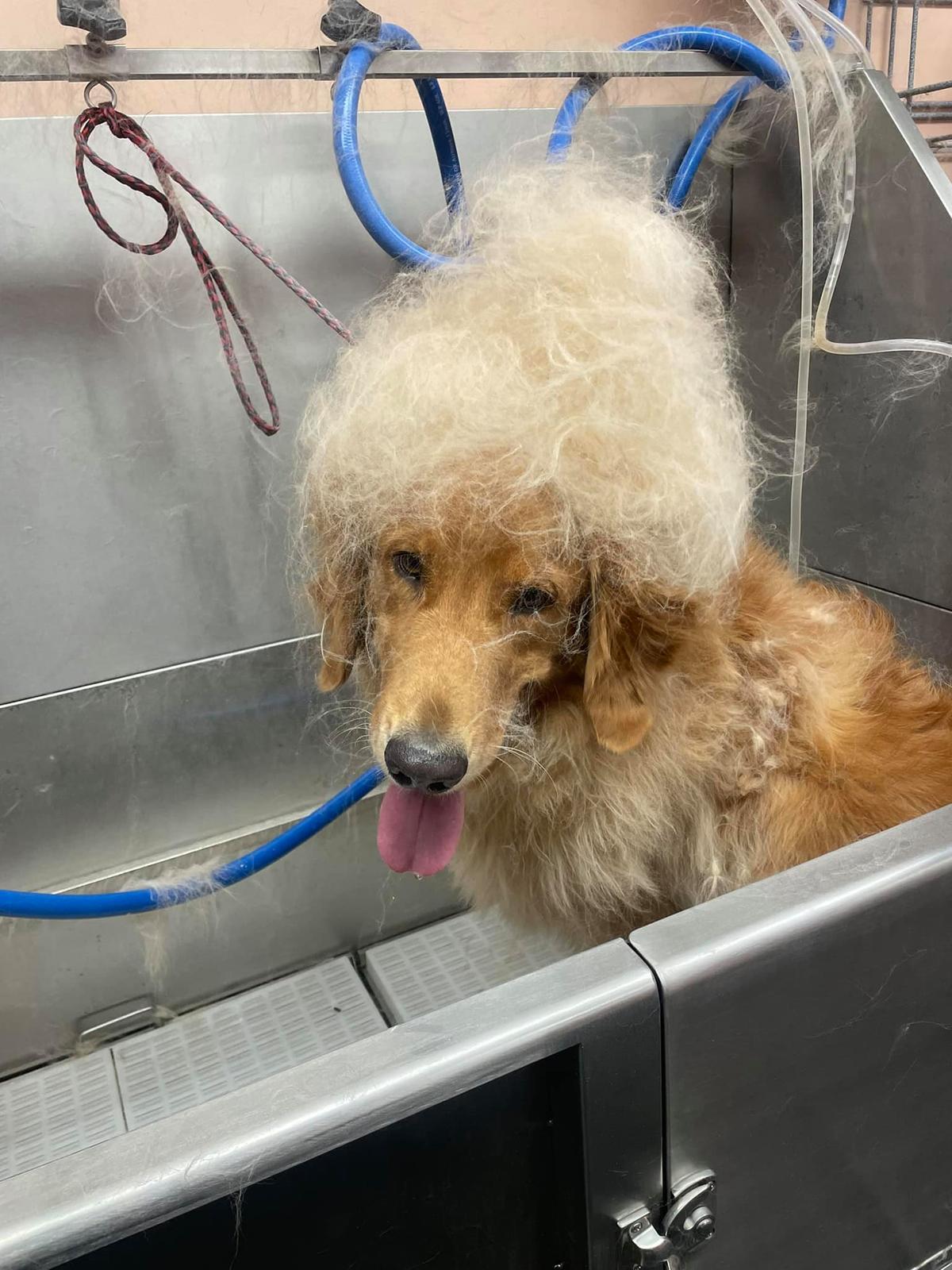 Barks and 2025 bows dog grooming
