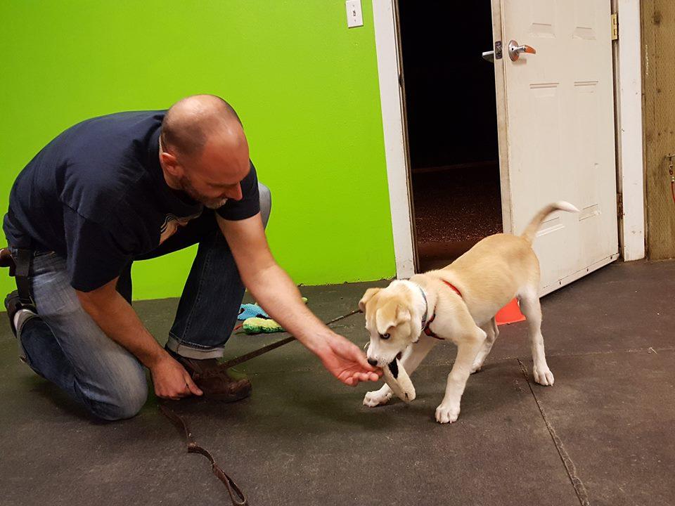 Pet Friendly Pawsitive Experience Dog Training