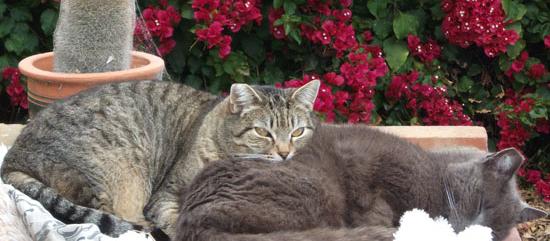 From Wags To Whiskers LLC. From Wags To Whiskers LLC.