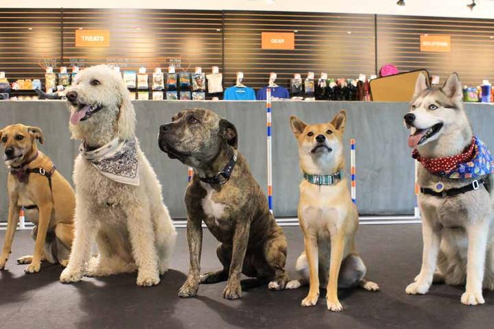 Pet Friendly Zoom Room Dog Training