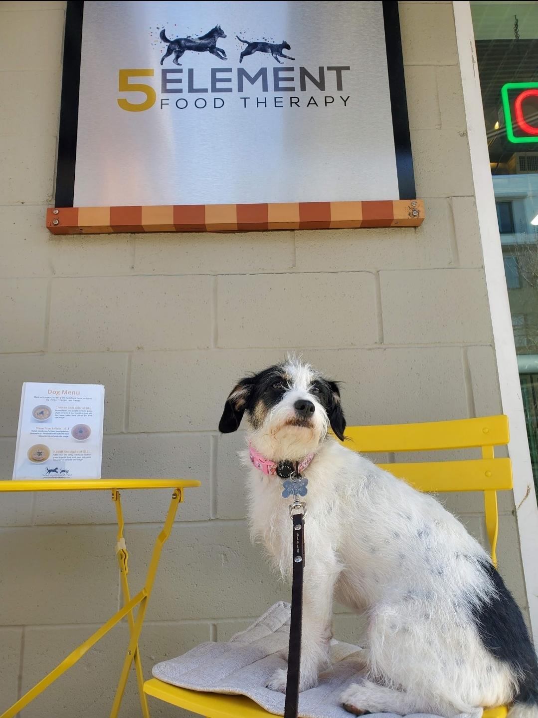 Pet Friendly 5 Element Food Therapy