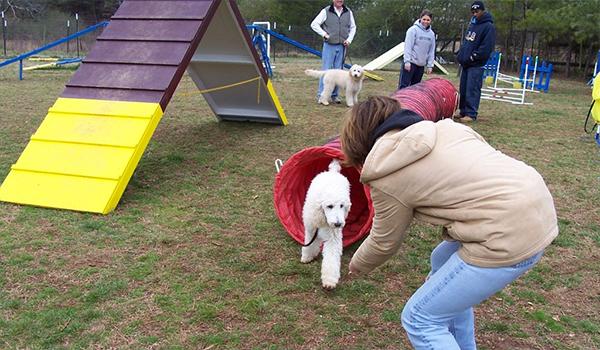 Petsmart store agility equipment