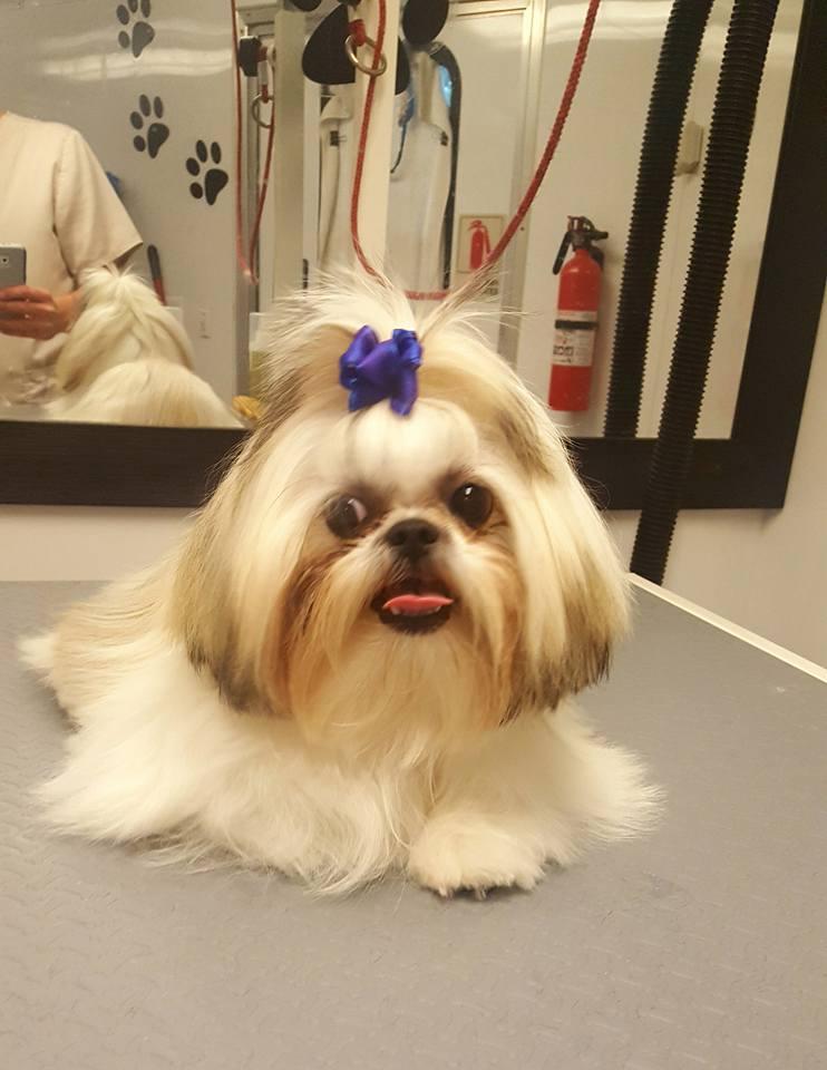 divine dog grooming salon