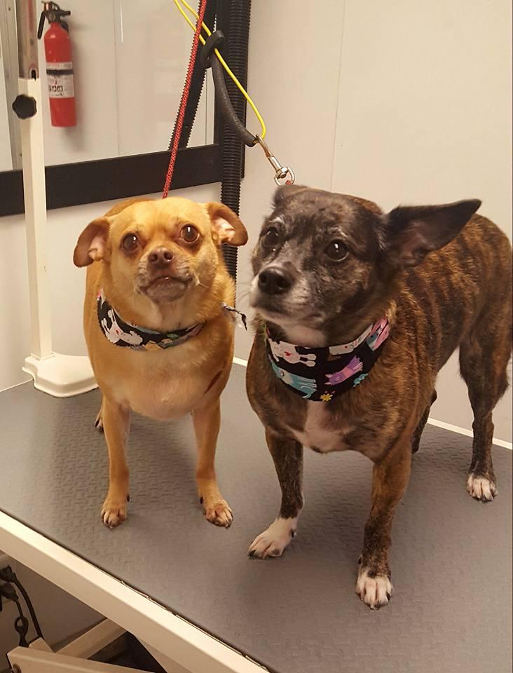 divine dog grooming salon