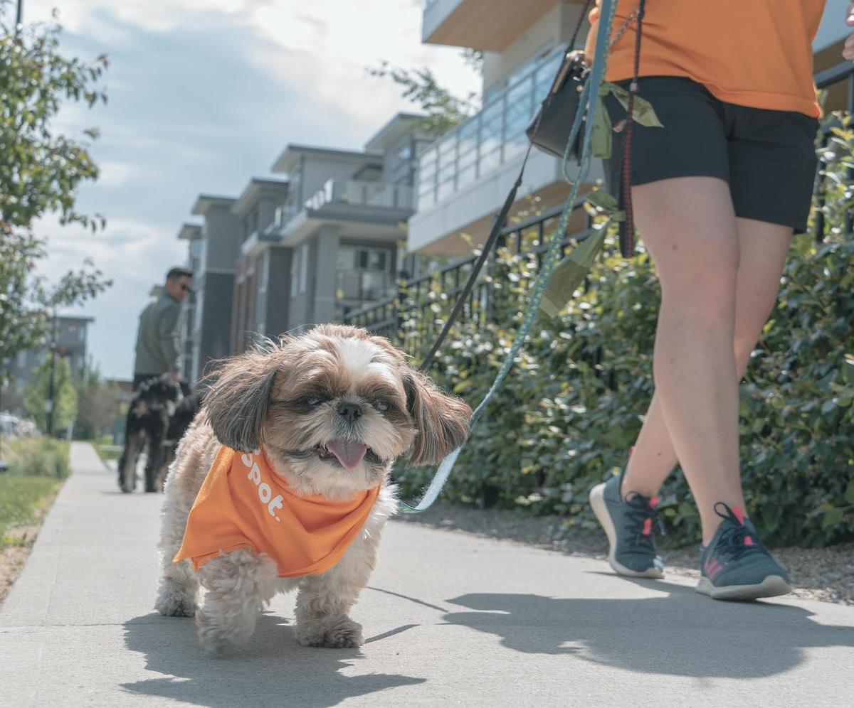 Spot Dog Walkers