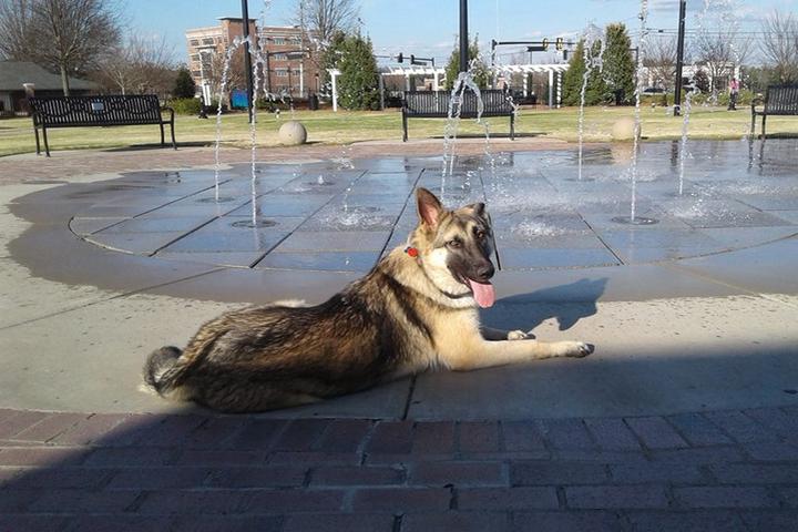 Pet Friendly Off Leash K9 Training, Georgia