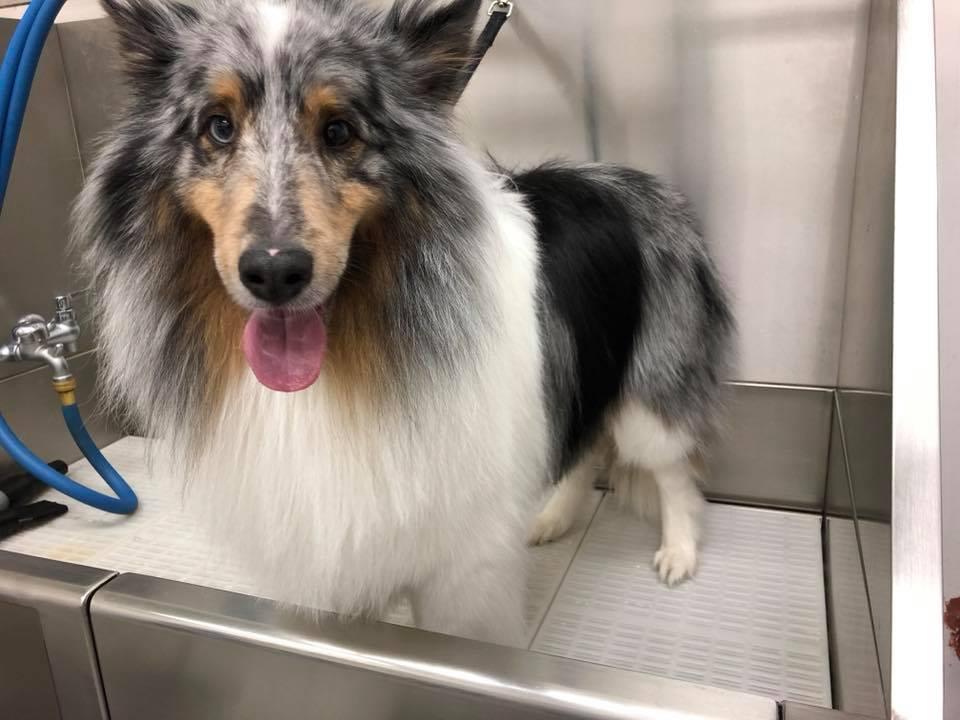 Splash and Dash Groomerie & Boutique