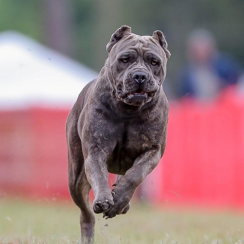 Canine shop sports unlimited