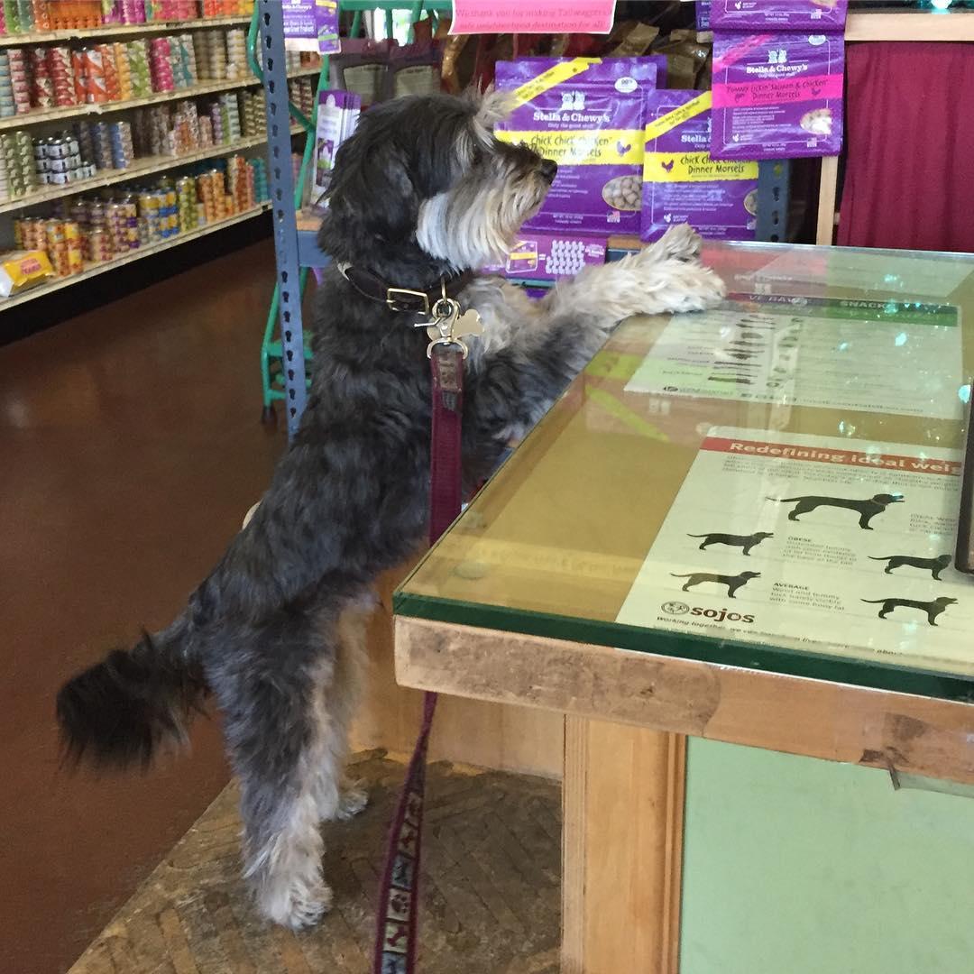 Directory of Pet Stores in Sun Valley CA BringFido