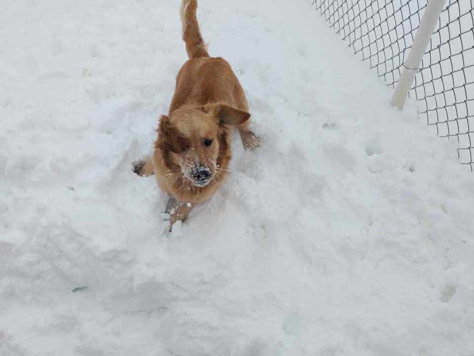 Heartland Kennels Pet Resort