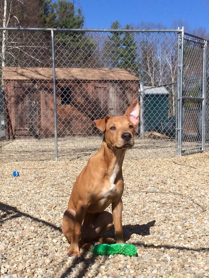 Animal Shelter Inc. aka Sterling Shelter