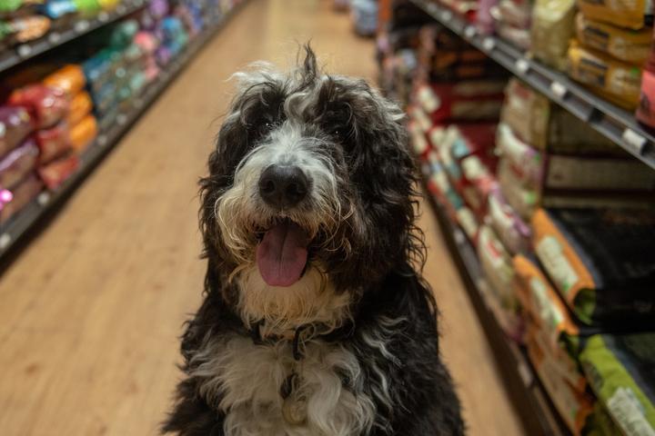 Directory of Pet Stores in Sumner, WA - BringFido Directory of Pet Stores in Sumner, WA - BringFido