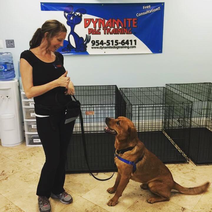 Dynamite dog clearance training