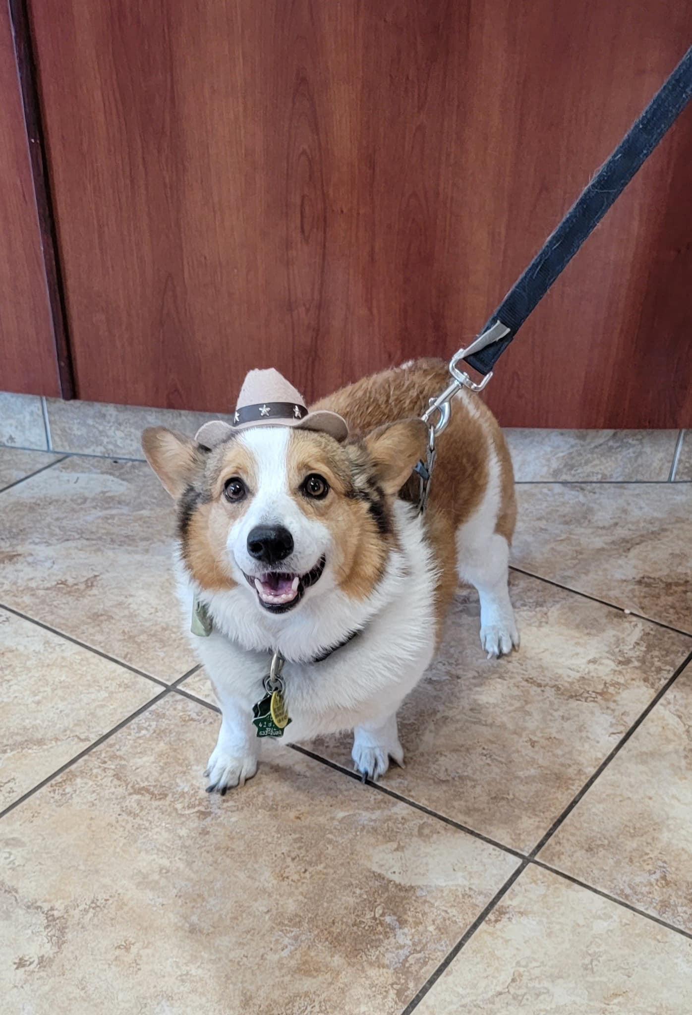 Pet Friendly Florida Aid To Animals